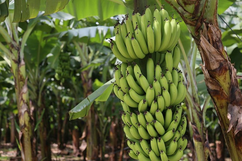 Bananicultores da região comemoram decisão que proíbe importar a fruta do Equador