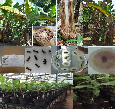 Fusariose da bananeira será estudada em detalhes em novo projeto da Embrapa